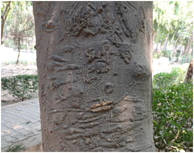 새겨진 나무 20250616_160146495.png