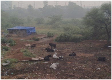 야무나강 둔치 소들 20250821_114618243.png