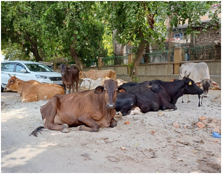 휴시중인 소들 20250814_152638454.png