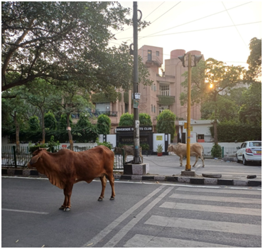 도로에 나와 있는 소 20251126.png