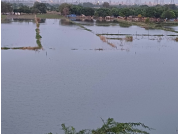 물 잠긴 야무나강 둔치의 농지.png
