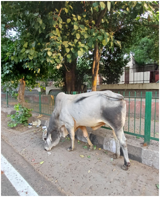 도로변 소 흰소 250608_092746194.png