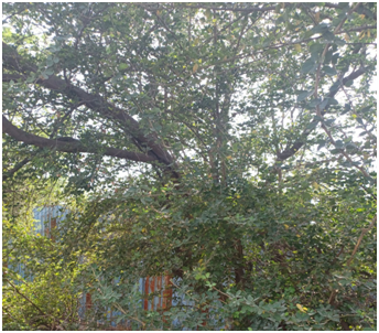 나무 20250724_144640078.png