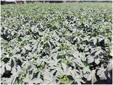 먼지묻은 농작물 20250717_142503451.png