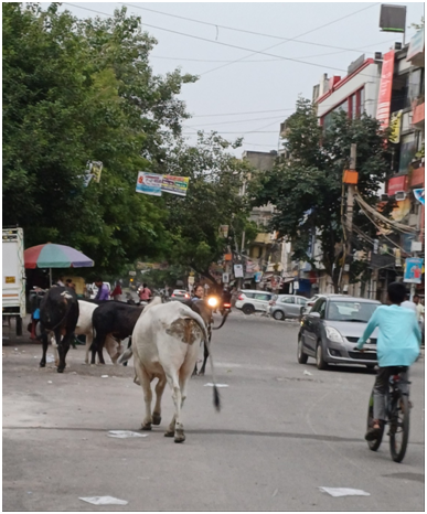 뉴델리 거리의 흰소.png
