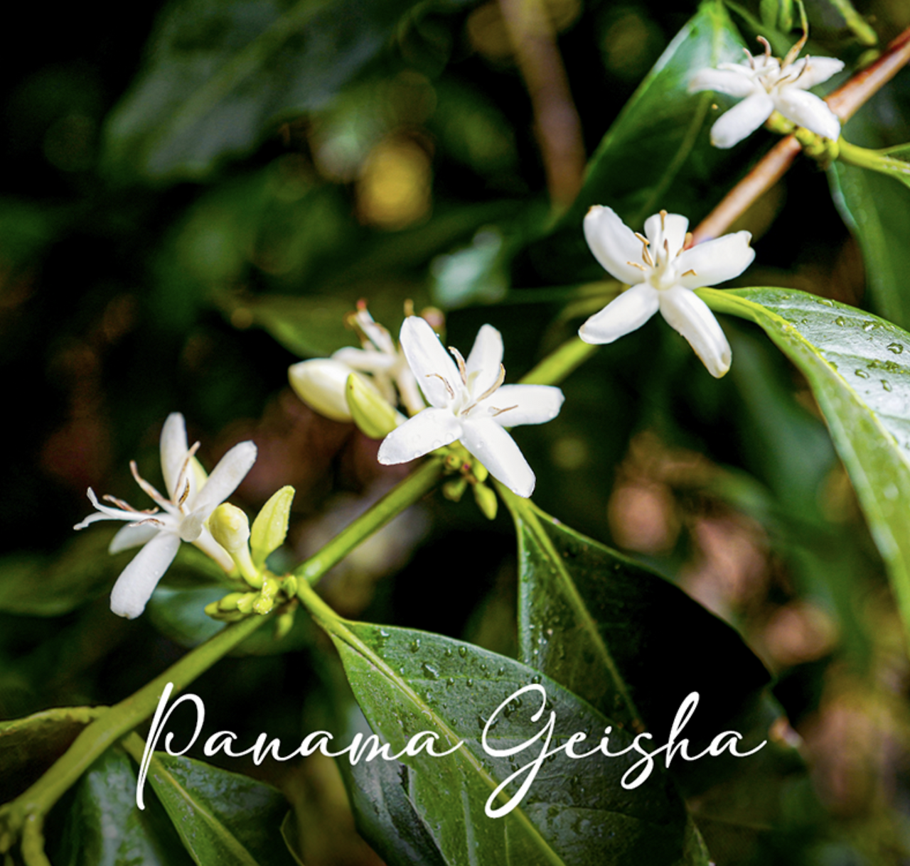 스크린샷 2025-11-19 오후 3.24.45.png