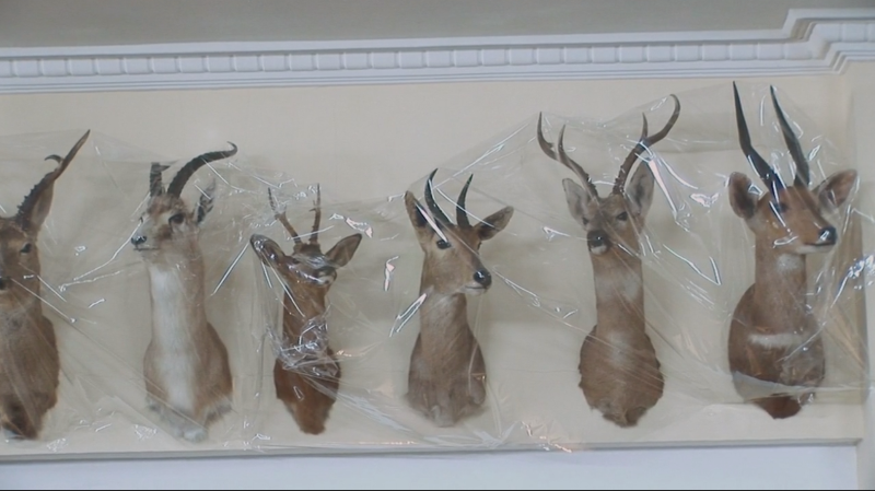 박제 사슴들.png