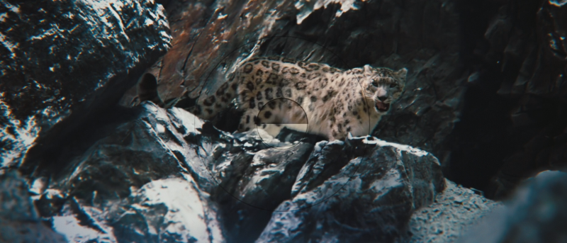 눈표범 등장.png