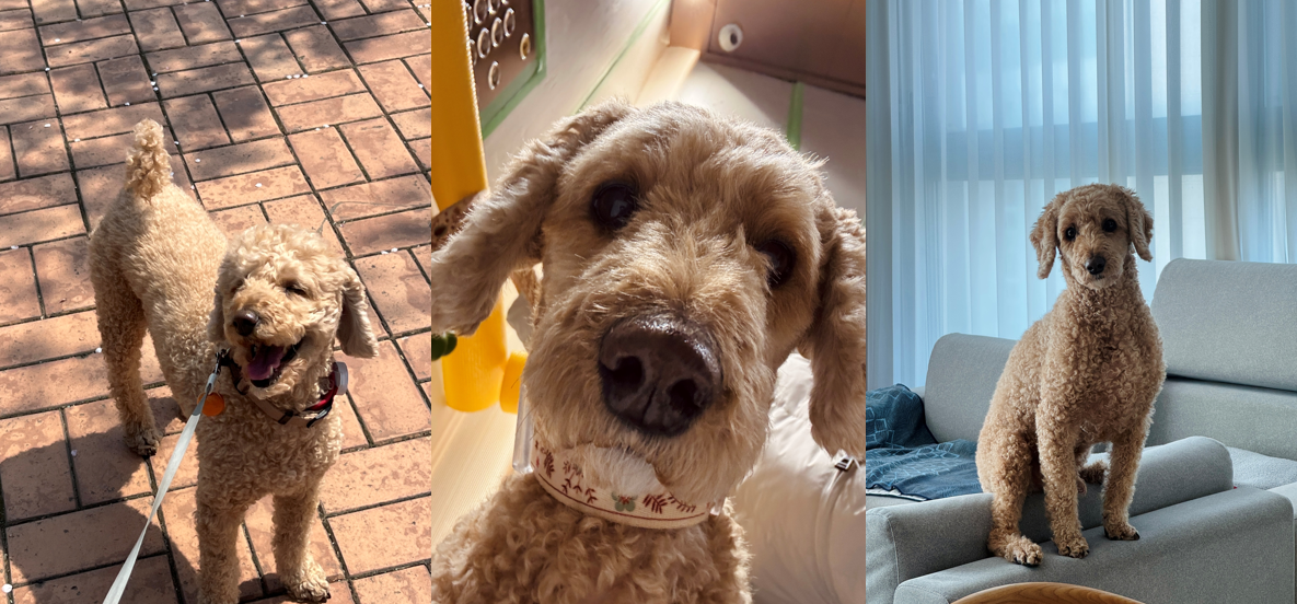 스크린샷 2025-08-17 145826.png