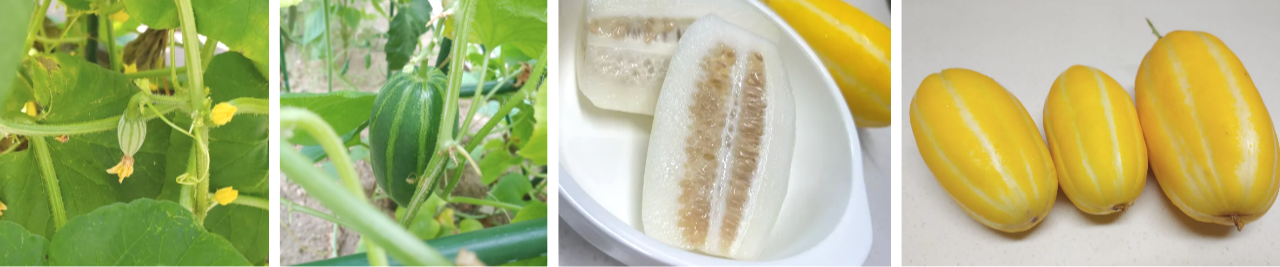 참외 성장순서.png