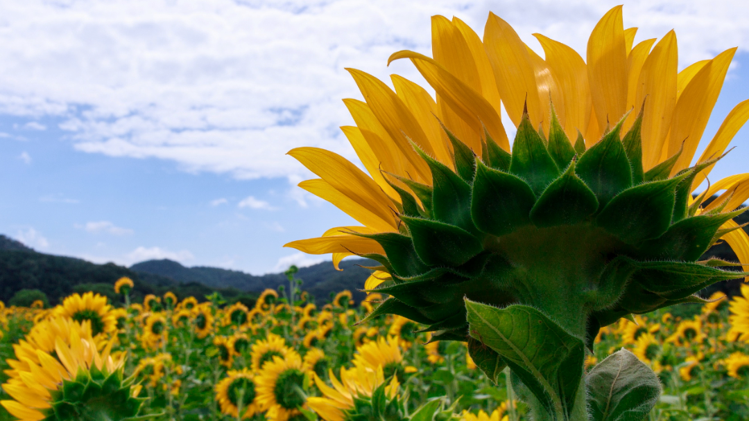 호명면해바라기 7.png