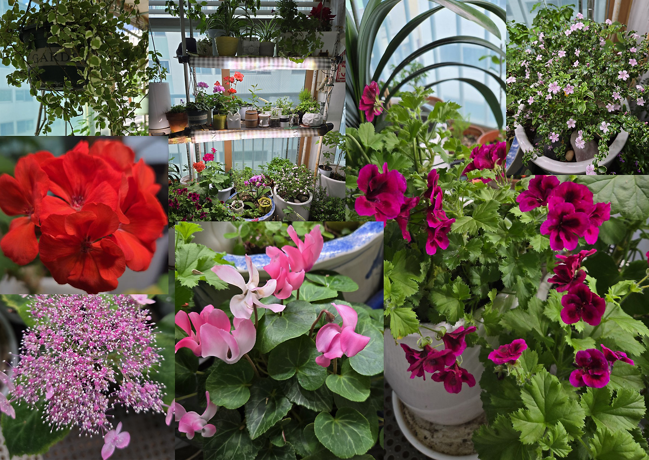 베란다 정원.png