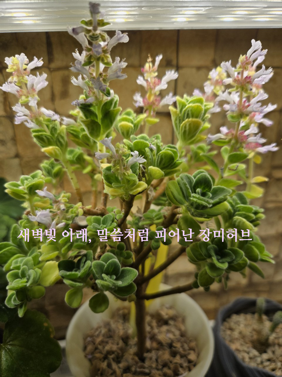 9_ifaUd018svc1kwgoftpkl9eb_vtjs1l 복사.png