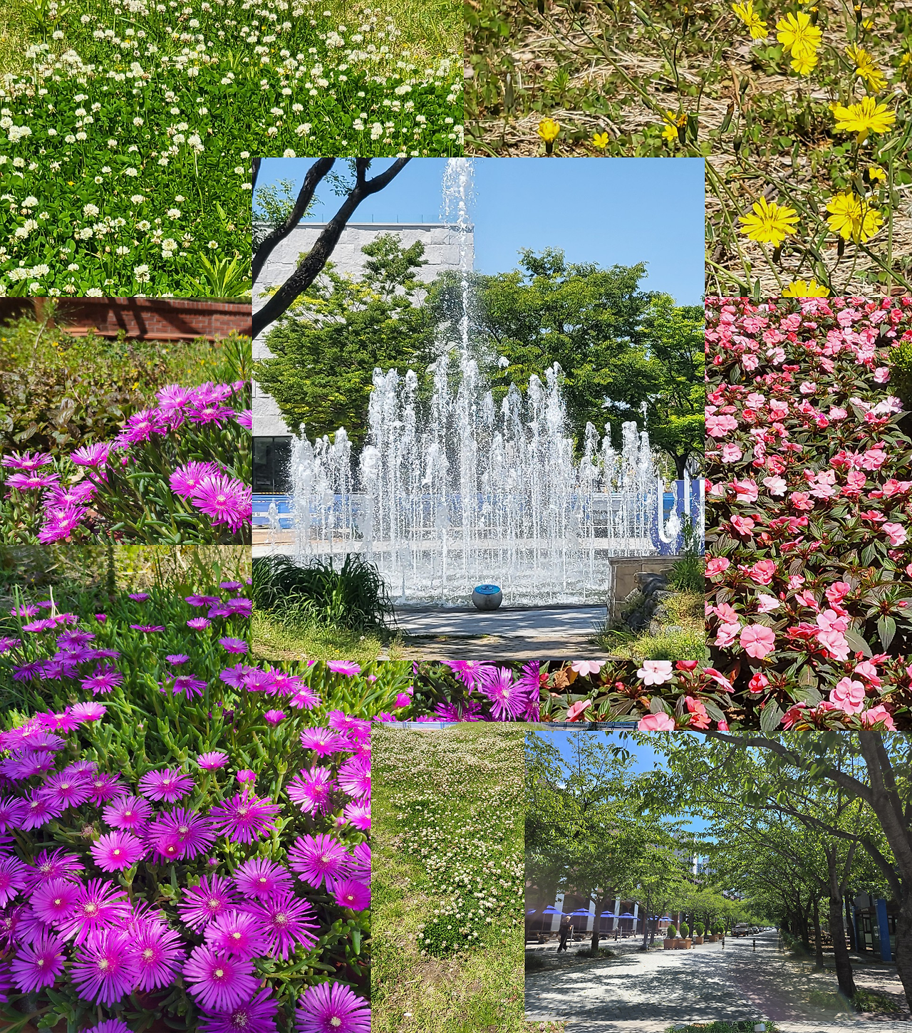 ❤️가드닝(꽃_그림)❤️_사진_20250610_6 복사 2.png