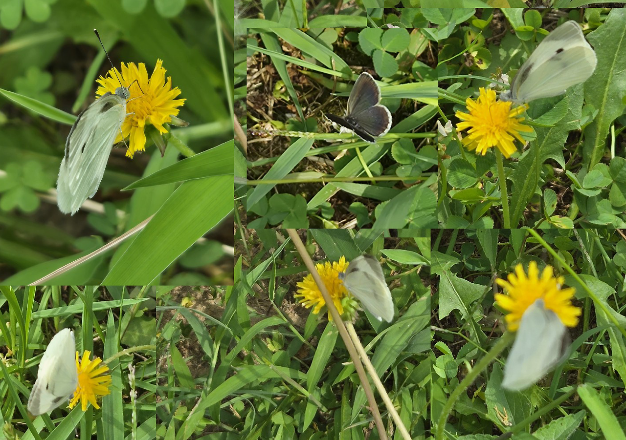 풀밭의 나비.png