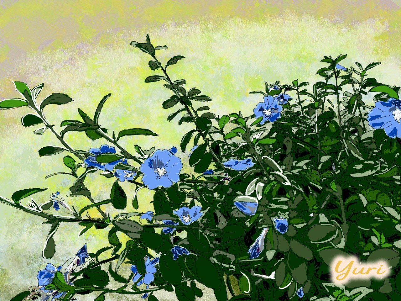 아메리칸 블루.png