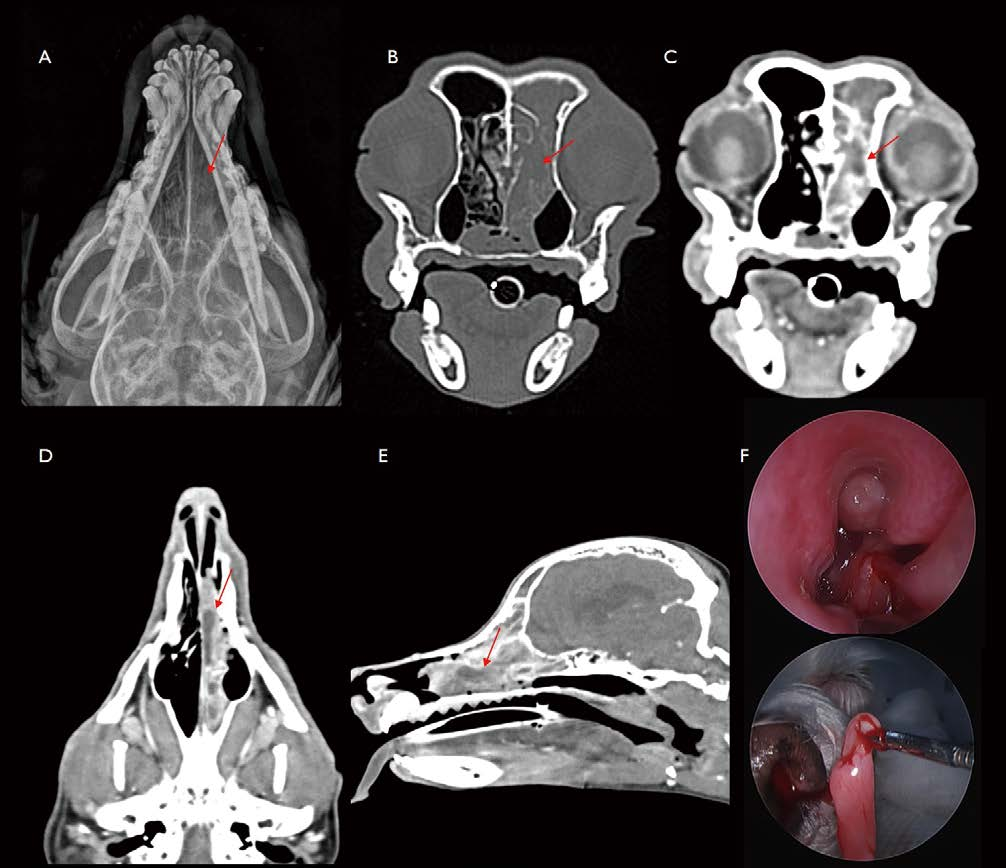 [대한수의사회지 6.png