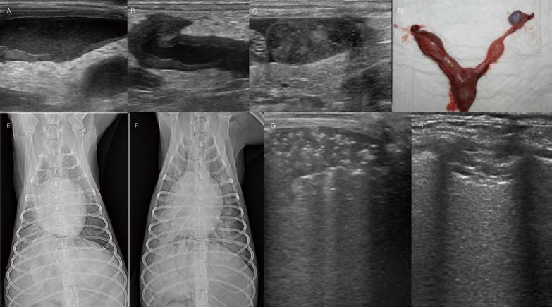 [대한수의사회지 24.png