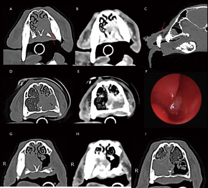 [대한수의사회지 4.png