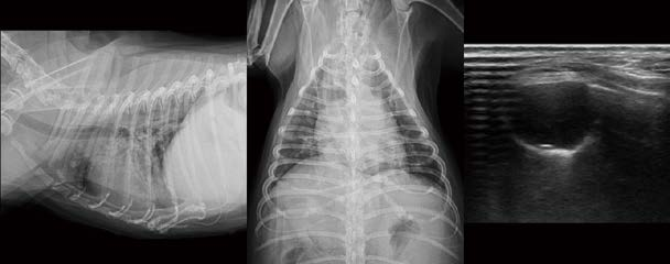 [대한수의사회지 24.png