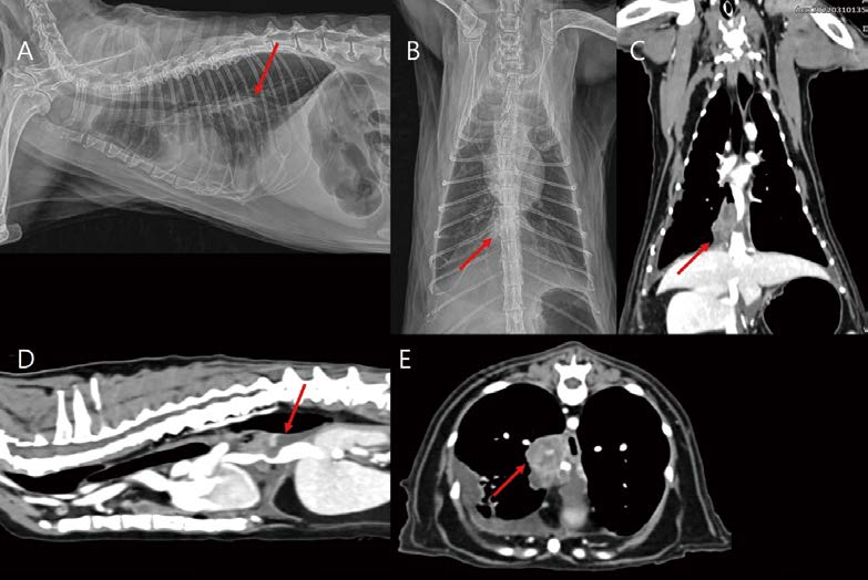 [대한수의사회지 24.png