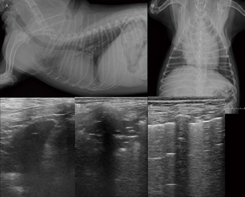 [대한수의사회지 24.png