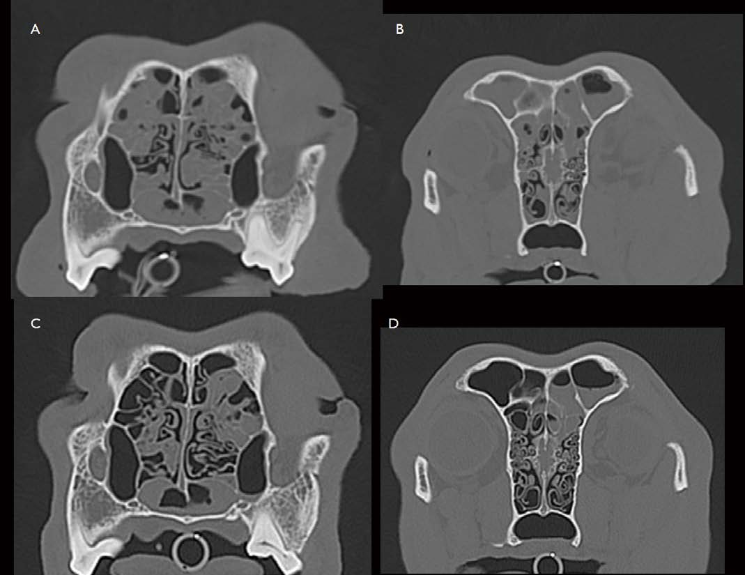 [대한수의사회지 5.png