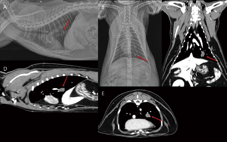 [대한수의사회지 24.png