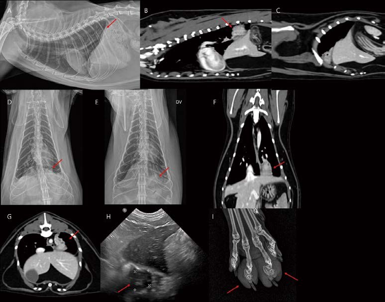 [대한수의사회지 24.png