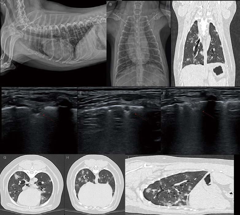 [대한수의사회지 24.png