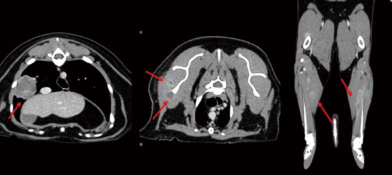[대한수의사회지 24.png