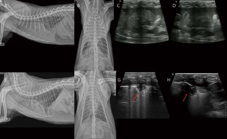 [대한수의사회지 24.png