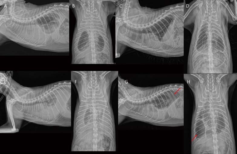 [대한수의사회지 24.png