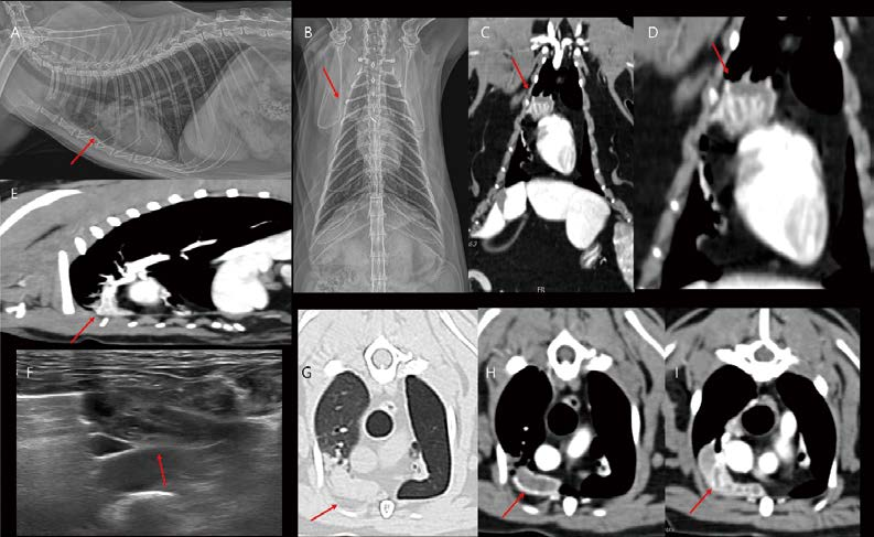 [대한수의사회지 24.png