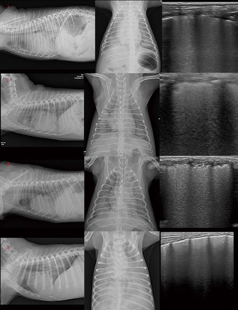 [대한수의사회지 24.png