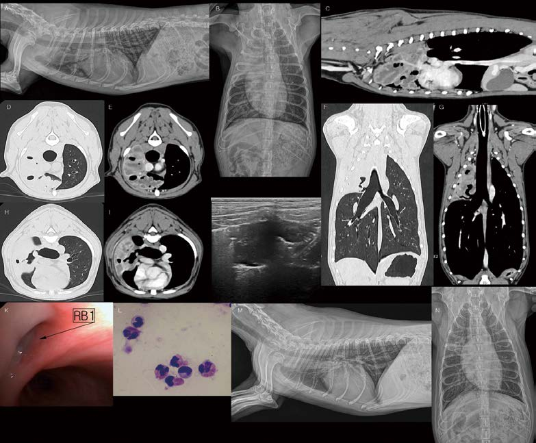 [대한수의사회지 24.png