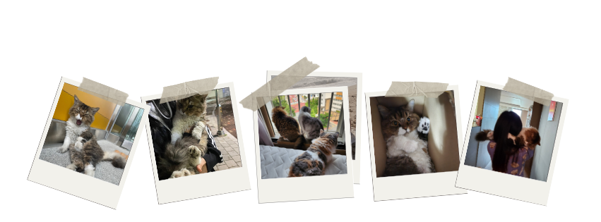 제목 없는 디자인 (3).png