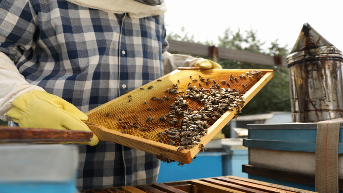 Honey harvesting.png