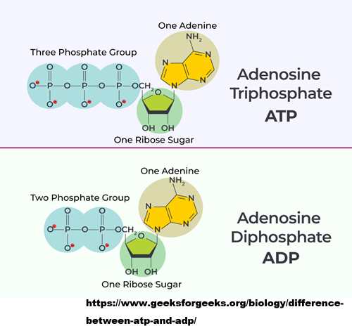 ATP_ADP.png