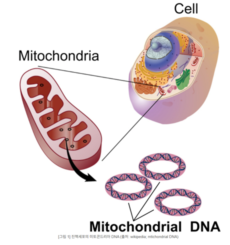 mitochondria.png