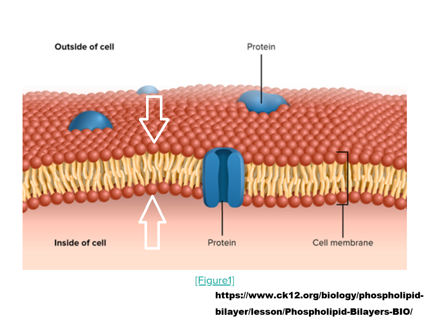 cellmembrane.png