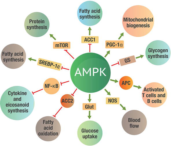 AMPK.png