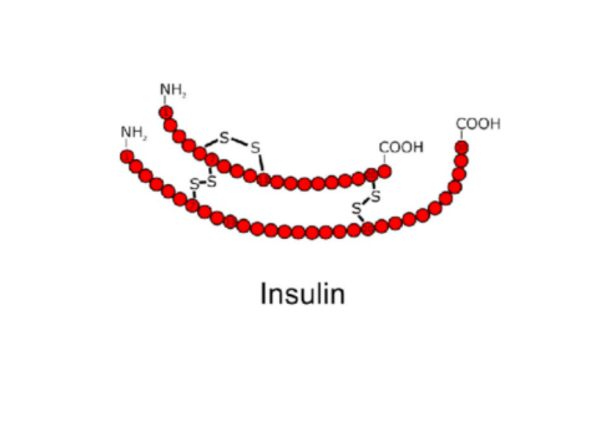 INSULIN.png