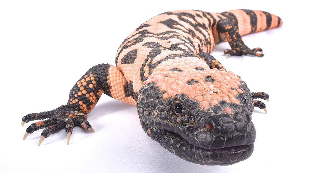 gila-monster-close-up-full-width.jpg.thumb.1920.1920.png