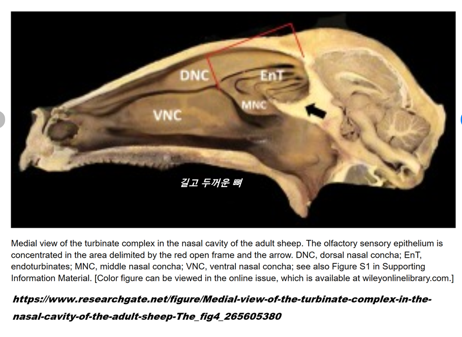 SHeep_turbinate.png