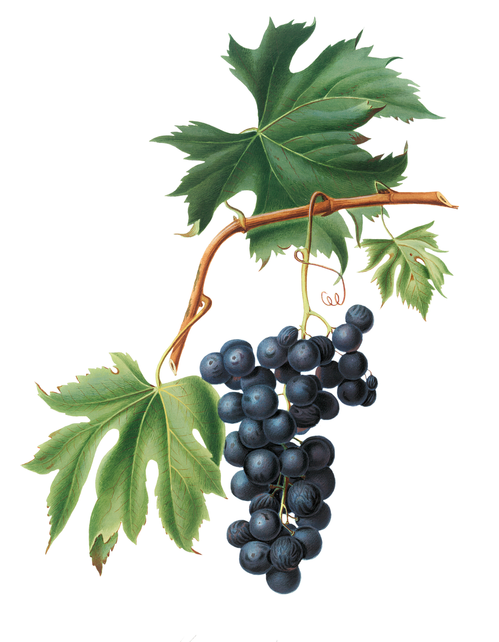 grapes-6254445_1280.png