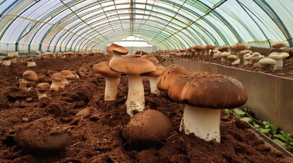 커피로 버섯재배.png