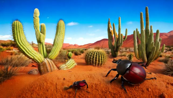 선인장과 풍뎅이.png