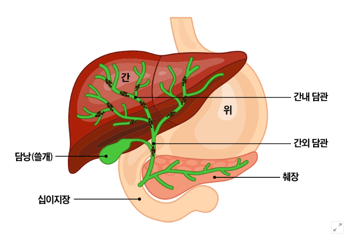 담관 사진.png