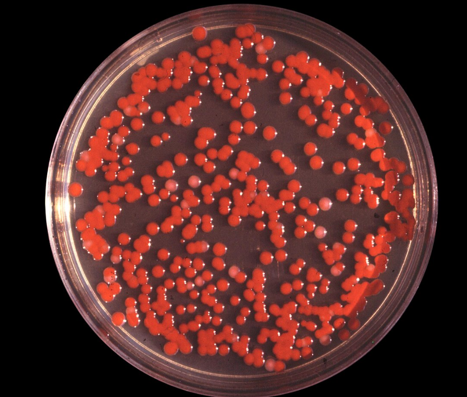 박테리아 세균.png